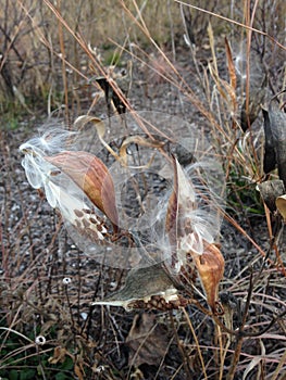 A Asclepius Curassavica Plant Seedpod with Seeds during Sunset in the Fall.