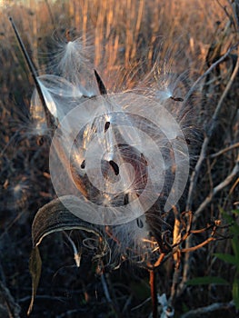 A Asclepius Curassavica Plant Seedpod with Seeds during Sunset in the Fall.