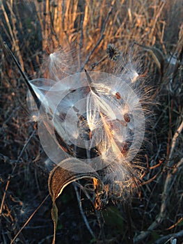 A Asclepius Curassavica Plant Seedpod with Seeds during Sunset in the Fall.