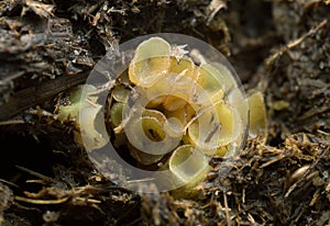 Ascobolus fungi growing in cow dung