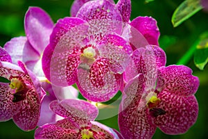 Ascocenda, hybrid orchids genus, Ascocenda Princess Mikasa Pink