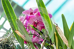 Ascocenda princess mikasa pink, Asco Royal Sapphire x Vanda coerulea, Ascocenda, is a man-made hybrid orchid genus resulting from photo