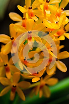 Ascocentrum miniatum