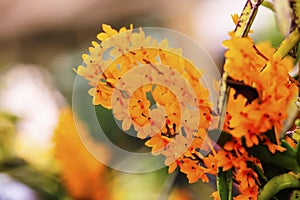 Ascocentrum miniatum orchid In the summer