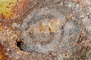 Ascochyta blight photo