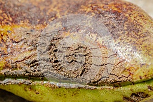 Ascochyta blight on bean pod