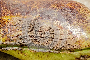 Ascochyta blight on bean pod