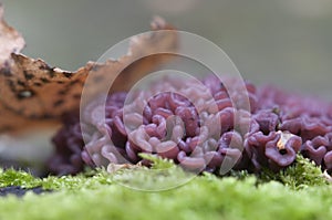 Ascocoryne sarcoides mushrooms