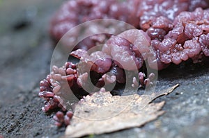 Ascocoryne sarcoides mushrooms