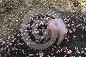 Ascocoryne sarcoides slime mould