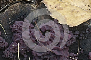 Ascocoryne sarcoides slime mould