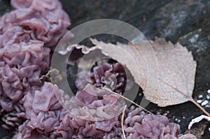 Ascocoryne sarcoides slime mould