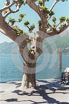 Ascona Tree