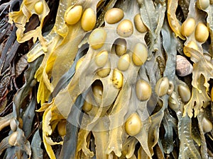 Bladder wrack growing on the inter-tidal zone on the North East coast of England photo