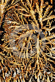 Ascorbic acid and aluminum potash