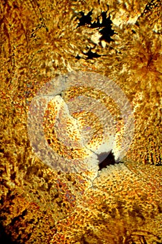 Ascorbic acid crystals