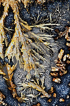 Ascorbic acid and potassium alum