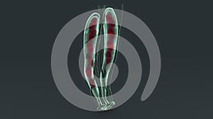 Ascospore photo