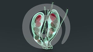 Ascospore photo