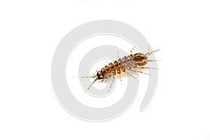 Asellus aquaticus waterlouse on white