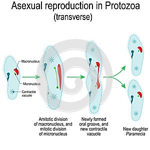 Asexual reproduction in Protozoa. Paramecia division