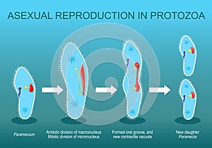 Asexual reproduction. Paramecia division photo