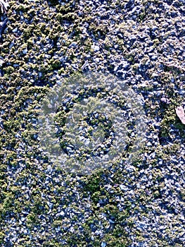 Asfalt with moss in a sunny day photo