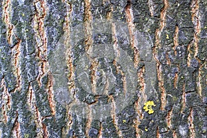 ash bark texture