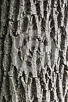 Ash bark