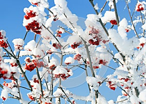 Ash-berry branches under snow