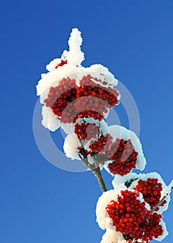 Ash-berry red branches under snow