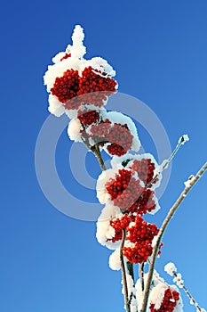 Ash-berry red branches under snow