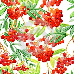 Ash-berry Watercolor rowan