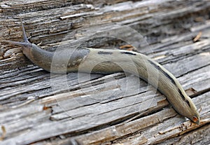 Ash-black slug - Limax cinereoniger - on a dry tree trunk.