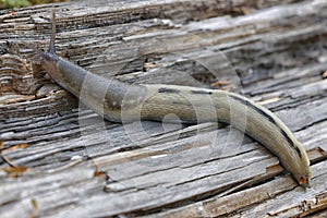 Ash-black slug - Limax cinereoniger - on a dry tree trunk.