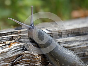 Ash-black slug - Limax cinereoniger - on a dry tree trunk.