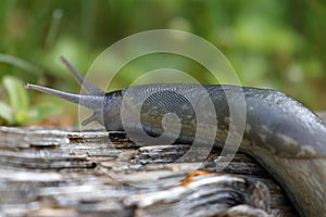 Ash-black slug - Limax cinereoniger - on a dry tree trunk.