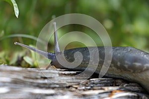 Ash-black slug - Limax cinereoniger - on a dry tree trunk.