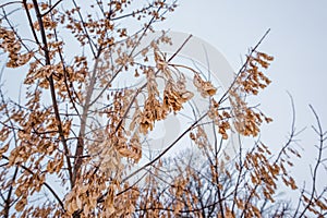 Ash branches