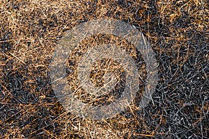 Ash burned dry grass land ground texture background carbon CO2