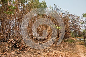 Ash and burned tree after fire.