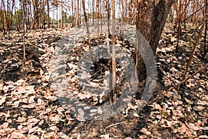 Ash and burned tree after fire.
