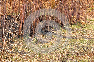 Ash and burned tree after fire.