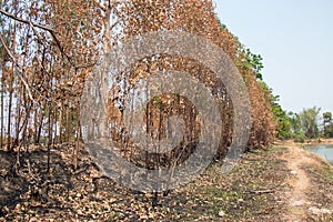 Ash and burned tree after fire.