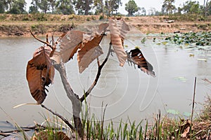 Ash and burned tree after fire.