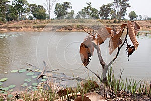 Ash and burned tree after fire.