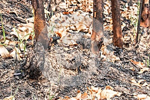 Ash and burned tree after fire.