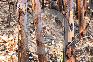 Ash and burned tree after fire.