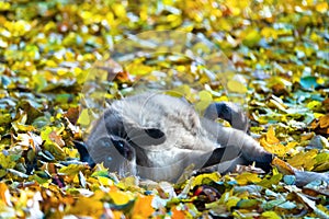 ash cat wallows in yellow leaves