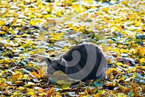 Ash cat wallows in yellow leaves